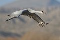39 - Sandhill crane (8) - SMITH PETER - united kingdom